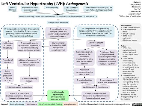 lv hypertrophy management